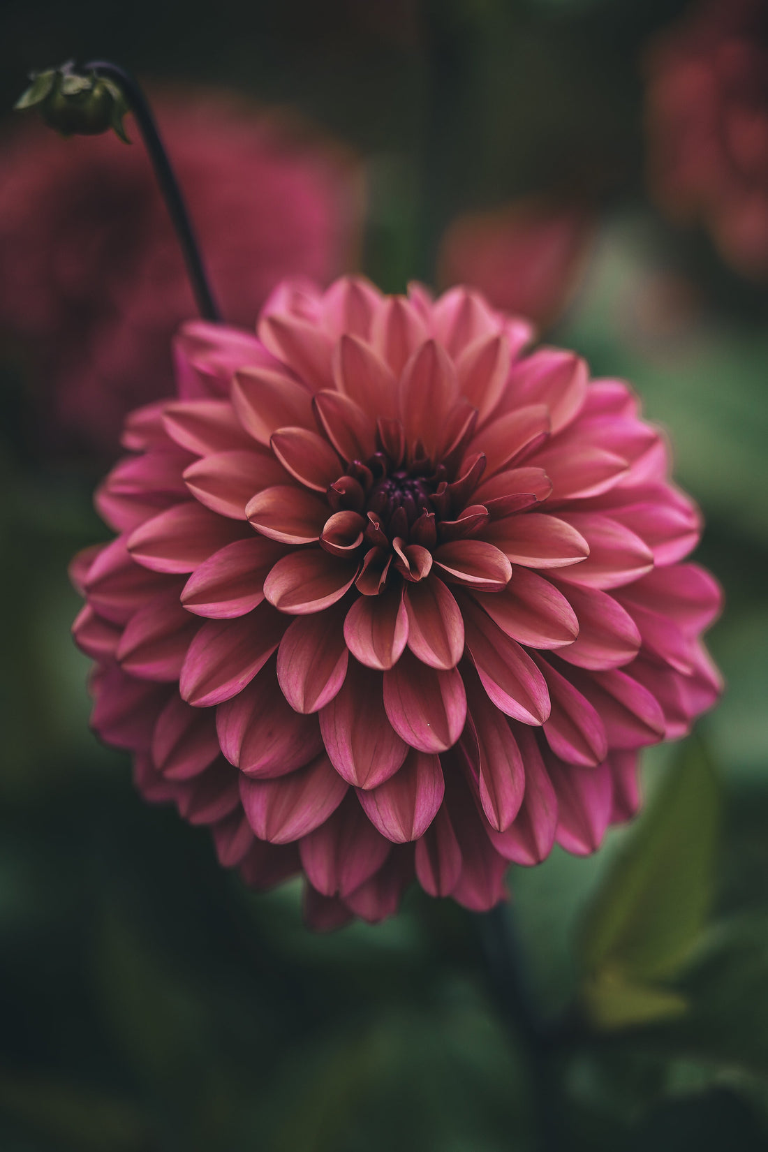 Glada nyheter för tomatodlare och ros- och dahlianördar!