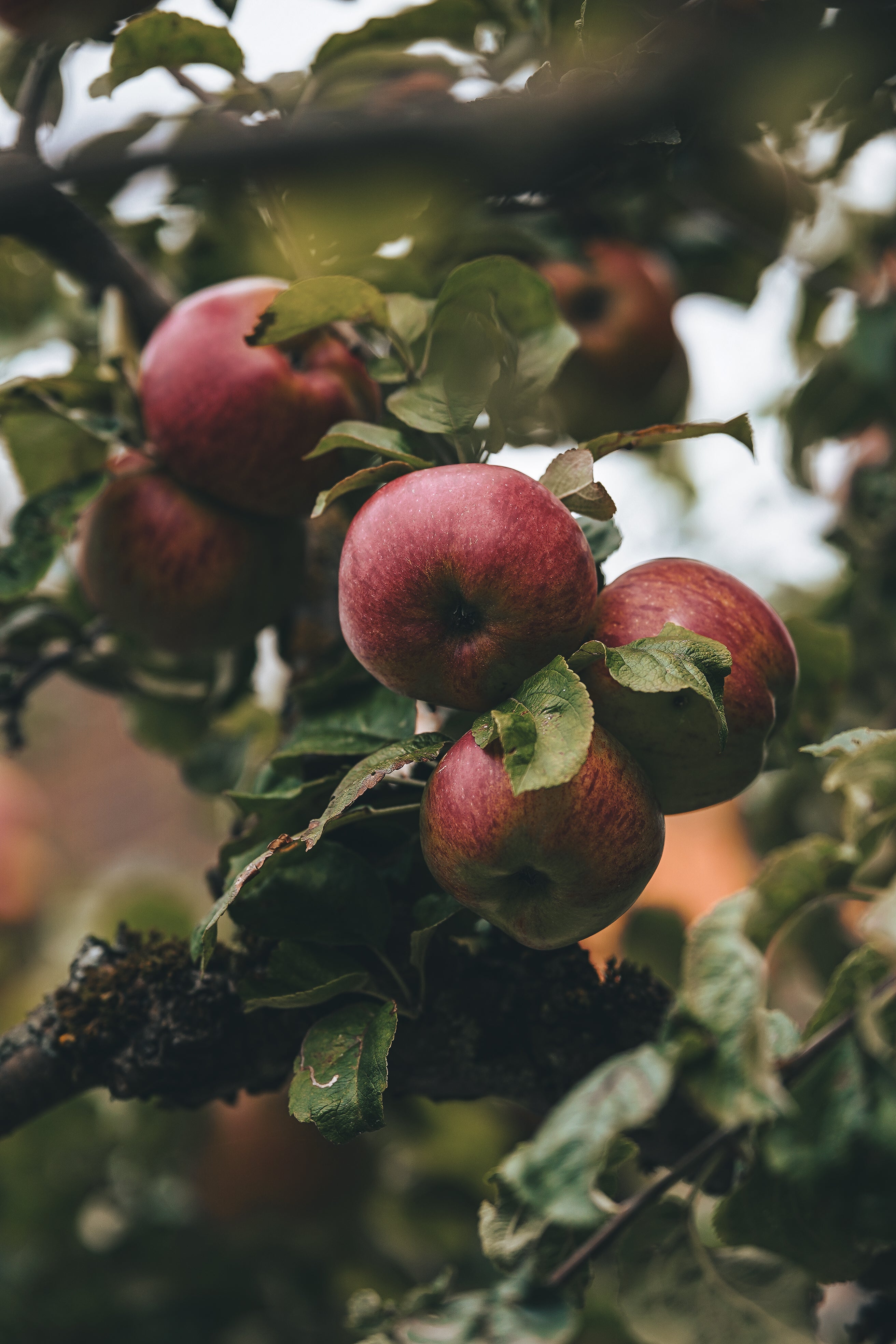 Frukt & Bär 2,5 liter