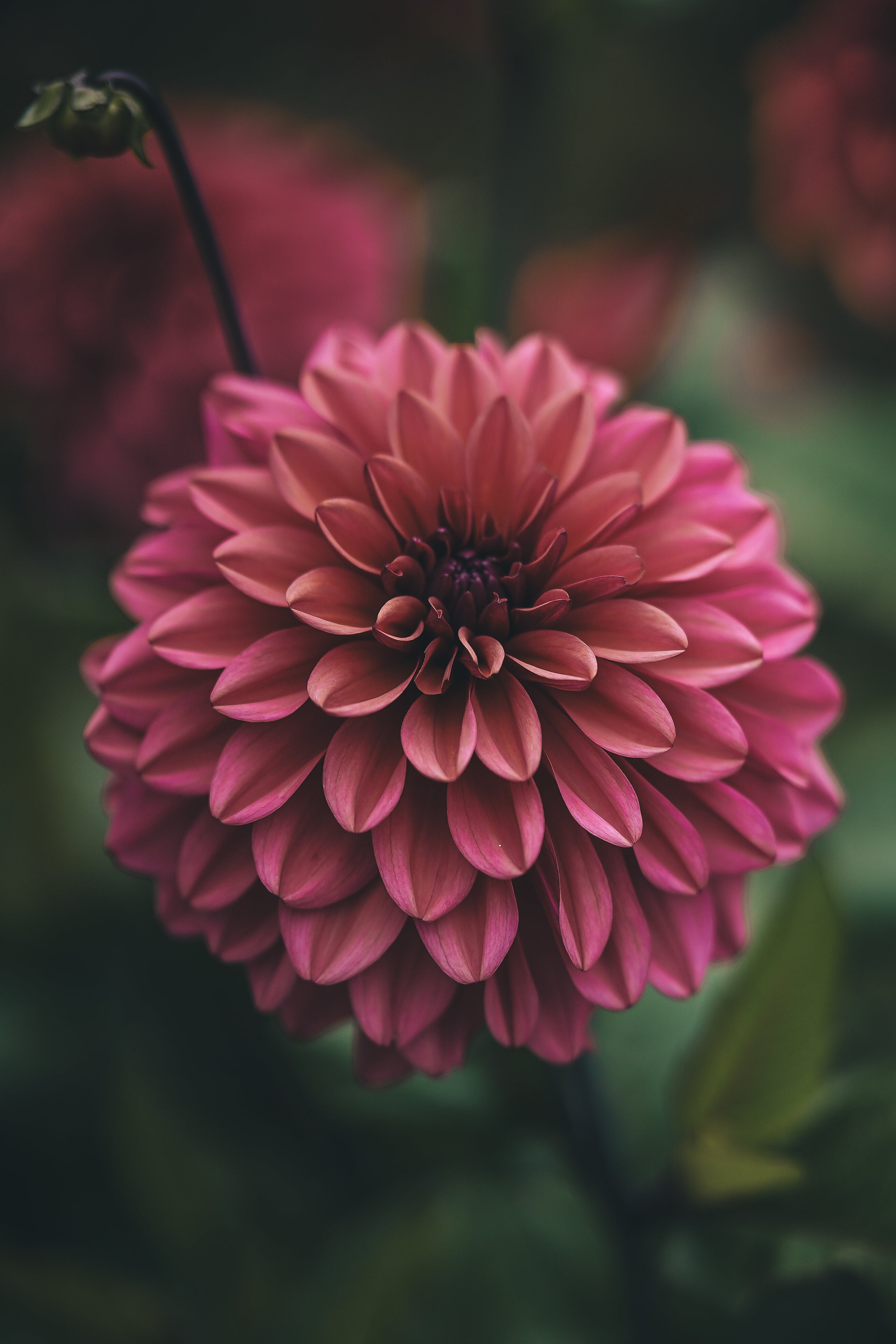 Dahlior & Rosor 2,5 liter