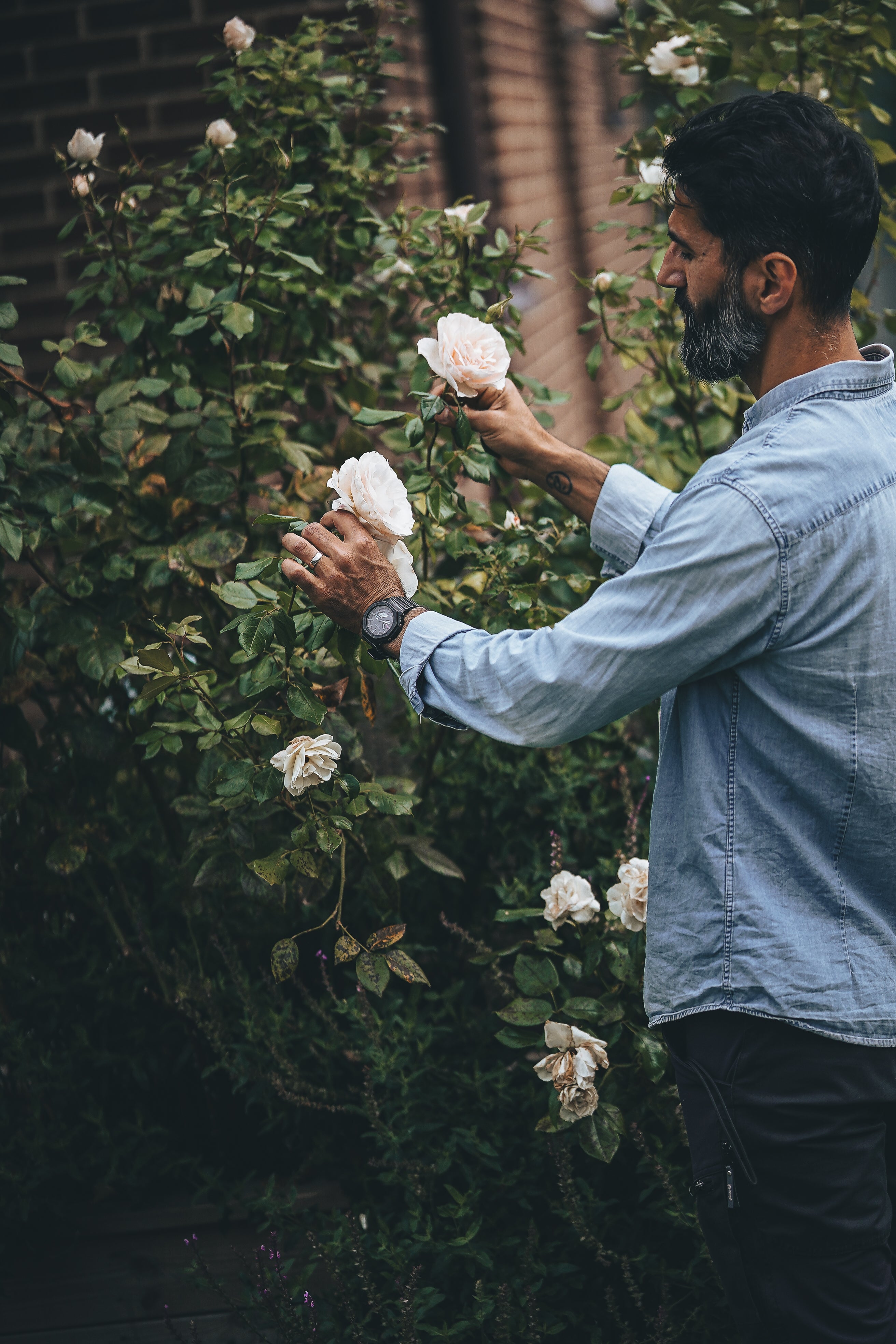 Dahlior & Rosor 2,5 liter